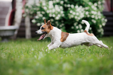Dog breed Jack Russell Terrier walks on nature