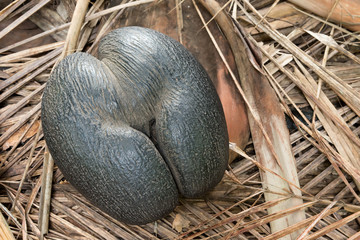 seychelles edemic species coconut named coco de mer - obrazy, fototapety, plakaty