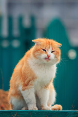 Obraz premium old homeless man wounded ginger cat sitting outside in the spring