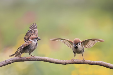 two birds Sparrow waving feathers and wings on a branch in summer Park