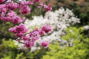 SAKURA