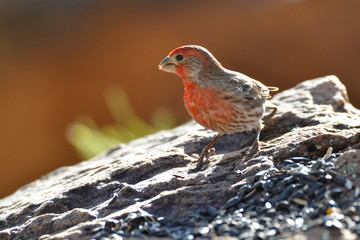 Southwest USA Beautiful Red Male House Finches are small, bright orange red on forehead, throat, and breast Brown back streaking thick grayish bill
