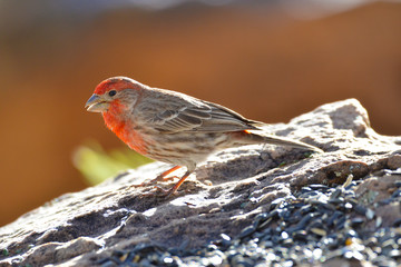 Southwest USA Beautiful Red Male House Finches are small, bright orange red on forehead, throat, and breast Brown back streaking thick grayish bill
