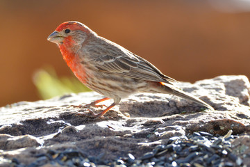 Southwest USA Beautiful Red Male House Finches are small, bright orange red on forehead, throat, and breast Brown back streaking thick grayish bill
