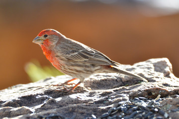 Southwest USA Beautiful Red Male House Finches are small bright orangish red on forehead, throat, and breast Brown back streaking thick grayish bill