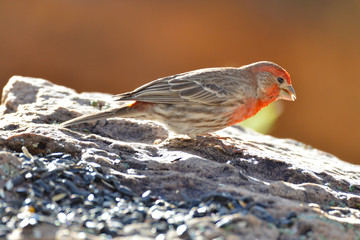 Southwest USA Beautiful Red Male House Finches are small bright orangish red on forehead, throat, and breast Brown back streaking thick grayish bill