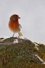 Southwest USA Beautiful Red Male House Finches are small bright orangish red on forehead, throat, and breast Brown back streaking thick grayish bill
