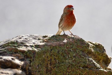 Southwest USA Beautiful Red Male House Finches are small bright orangish red on forehead, throat, and breast Brown back streaking thick grayish bill