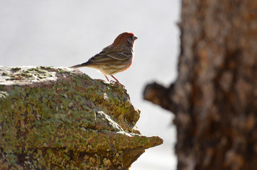 Southwest USA Beautiful Red Male House Finchesare small, short wings. Bright orangish red on...