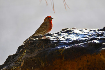Southwest USA Beautiful Red Male House Finchesare small, short wings. Bright orangish red on...