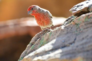 Southwest USA Beautiful Orange Male House Finches Bright orange red on forehead, throat, and breast...