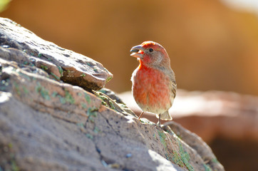 Southwest USA Beautiful Orange Male House Finches Bright orange red on forehead, throat, and breast...