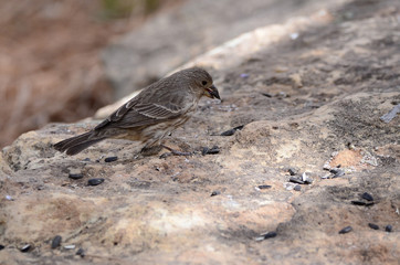 Southwest USA Beautiful Brown Streaked female House Finch House Finches The wings are short, making the tail seem long. Brown and streaked overall Plain face thick grayish bill notched tails.