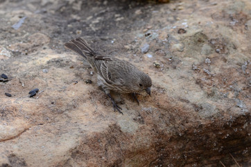 Southwest USA Beautiful Brown Streaked female House Finch House Finches The wings are short, making the tail seem long. Brown and streaked overall Plain face thick grayish bill notched tails.