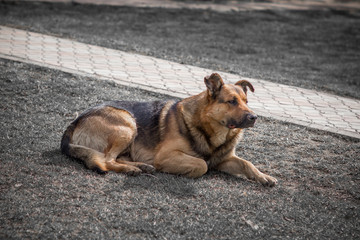 German shepherd dog retro