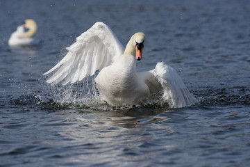 Mute Swan, cygnus olor