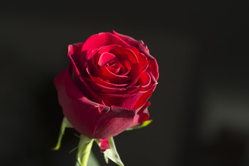 Close up of red rose with space for text 7