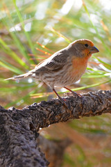 Southwest USA Beautiful Orange Male House Finches. Bright orange red on forehead, throat, and breast Brown back and wings Thick brown streaking thick grayish bill