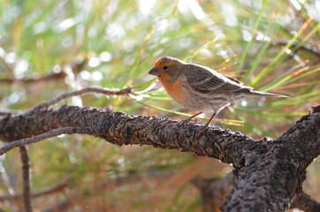 Southwest USA Beautiful Orange Male House Finches. Bright orange red on forehead, throat, and breast Brown back and wings Thick brown streaking thick grayish bill