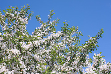 blossoming apple-tree