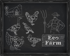 beautiful scheme cutting chicken turkey duck goose quail on the