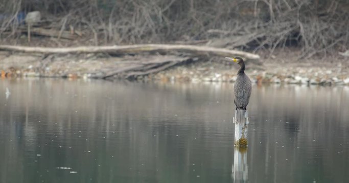 decollo di un cormorano a filo d'acqua
