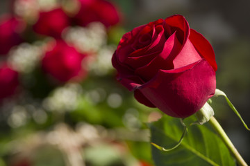Close up of red rose with space for text 3