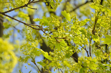Fresh green leaves enlightened by sun in spring