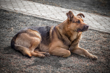 Dog sits retro