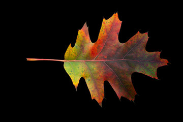 Fall leaf isolated, path included