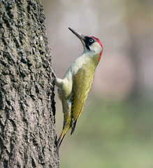 European green woodpecker (Picus viridis)