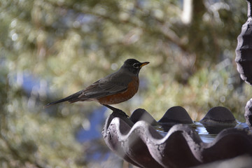Southwest USA Beautiful American Robins are gray-brown birds with warm orange underparts and dark heads Reddish orange breast and sides Female have paler head and tail than Males.