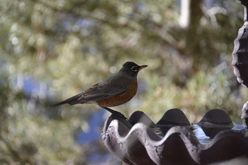 Southwest USA Beautiful American Robins are gray-brown birds with warm orange underparts and dark heads Reddish orange breast and sides Female have paler head and tail than Males.