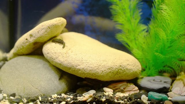 Два маленьких сомика (лат. Ancistrus dolichopterus) плавают около большого камня
