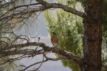 Southwest USA Beautiful American Robins are gray-brown birds with warm orange underparts and dark heads Reddish orange breast and sides Female have paler head and tail than Males.