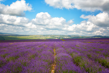 Fototapeta na wymiar Big field of blooming lavender on a summer day under blue sky