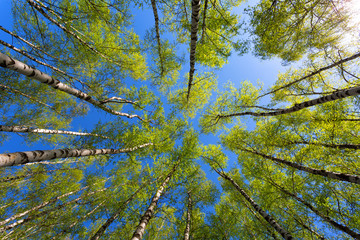 Green birchwood in a sunny day, the bottom view