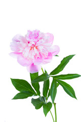 Naklejka na ściany i meble blossoming pink peony, isolated on a white background