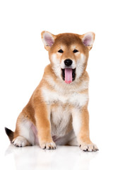 adorable shiba inu puppy yawning