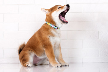 adorable shiba inu puppy yawns © otsphoto