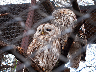 Two Young Barred Owls