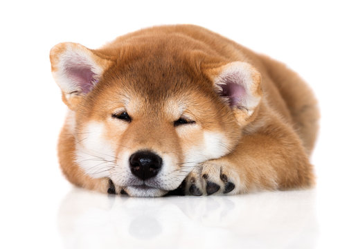 adorable shiba inu puppy sleeping