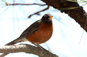 Southwest USA Beautiful American Robins are gray-brown birds with warm orange underparts and dark heads Reddish orange breast and sides Female have paler head and tail than Males.