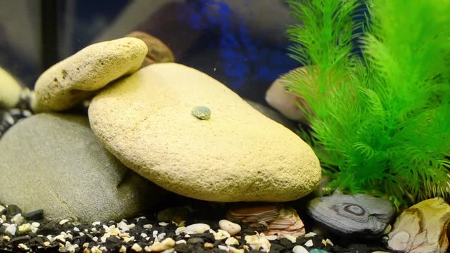 Розовая рыба (лат. Amatitlania nigrofasciata var flamingo) быстро хватает корм