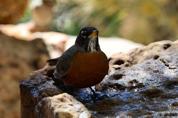 Southwest USA Beautiful American Robins are gray-brown birds with warm orange underparts and dark heads Reddish orange breast and sides Female have paler head and tail than Males.