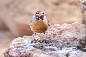 Southwest USA Beautiful American Robins are gray-brown birds with warm orange underparts and dark heads Reddish orange breast and sides Female have paler head and tail than Males.