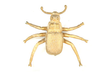 nice golden beetle