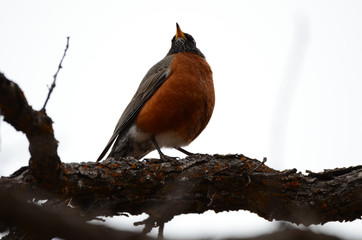 Southwest USA Beautiful American Robins are gray-brown birds with warm orange underparts and dark heads Reddish orange breast and sides Female have paler head and tail than Males.