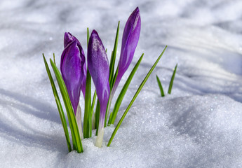 Fototapeta na wymiar Purple crocuses is growing in the snow. Soft focus.
