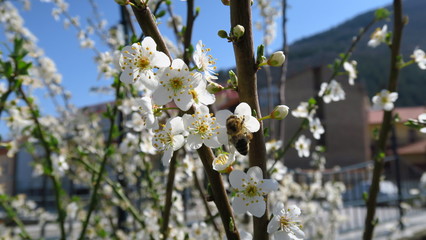 A honey bee ready to suck nectar.